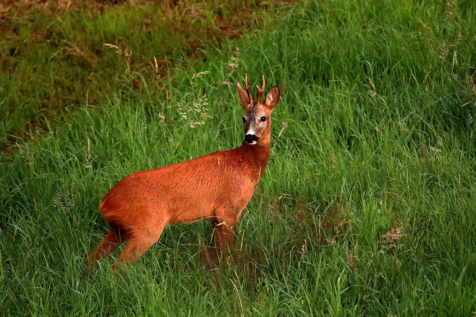 Juli-Bock