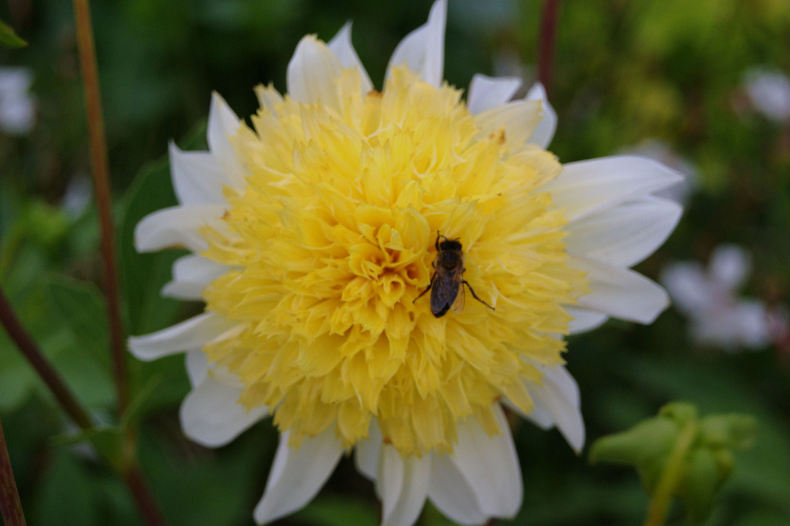 Juli  gelbweiße Blüte mit Insekt