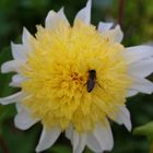 Juli  gelbweiße Blüte mit Insekt