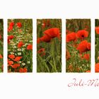 JULI-MOHN