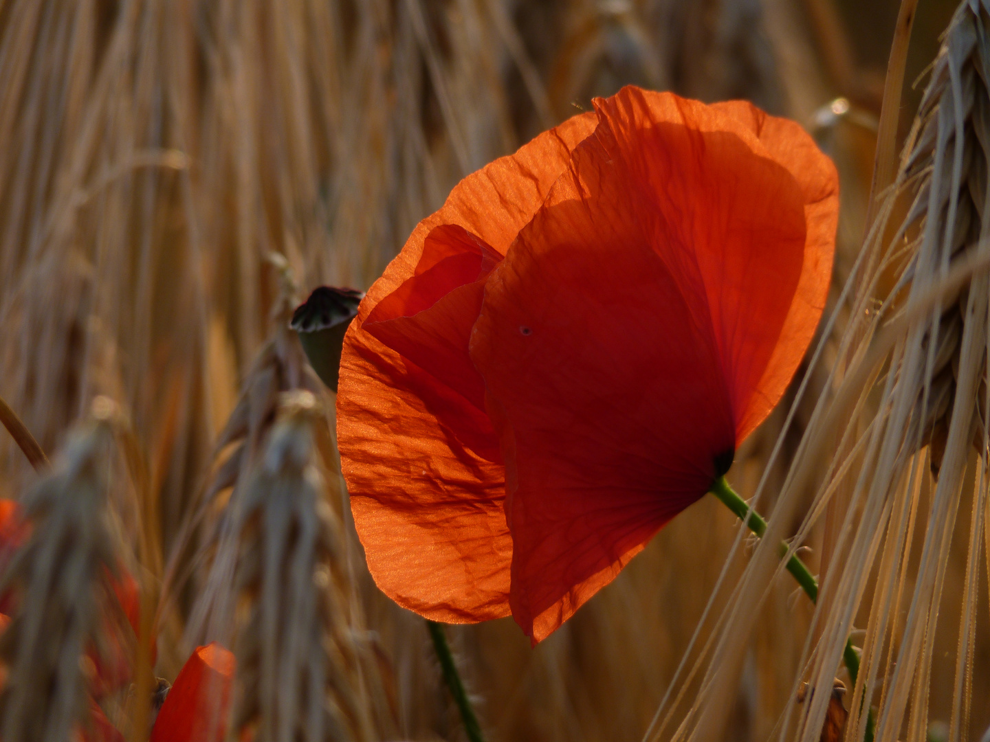 Juli-Mohn