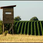 Juli - Spaziergang