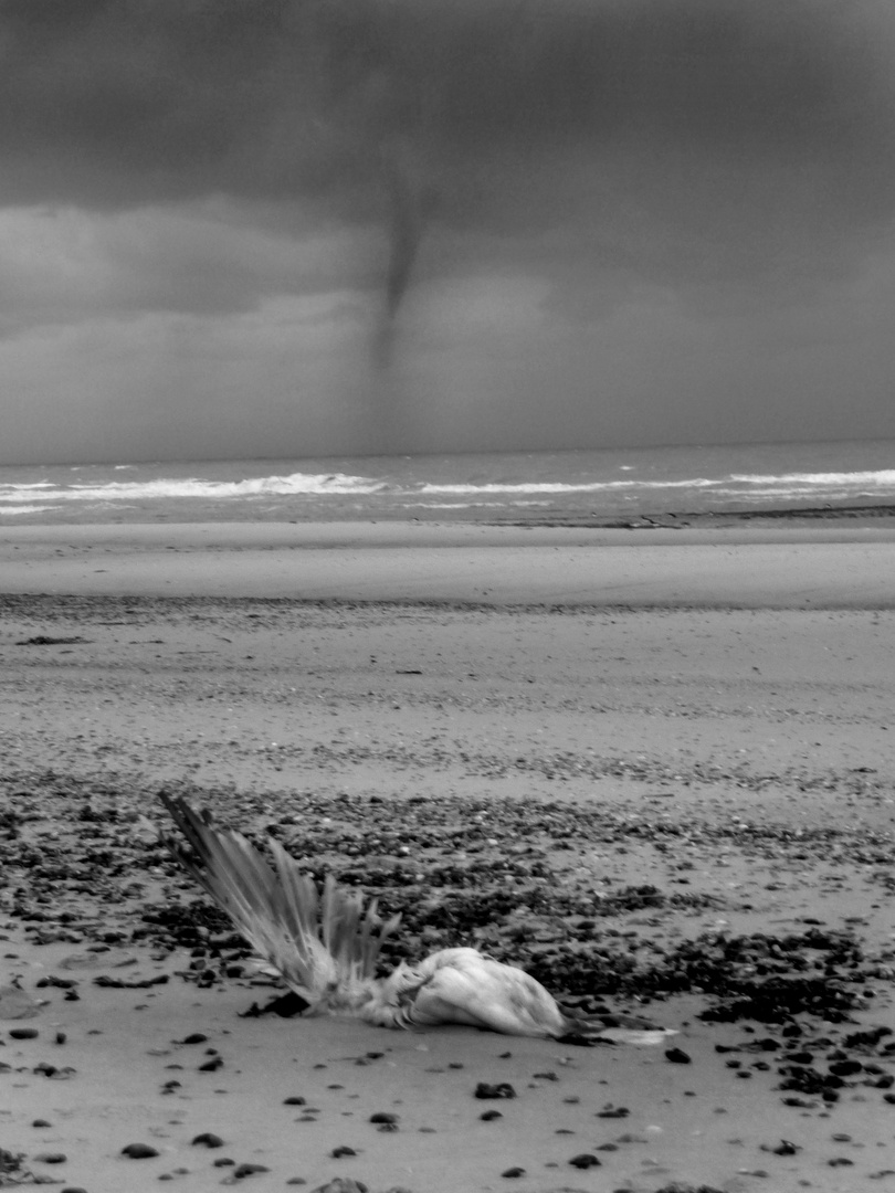 Juli2012 ,Holländische Nordseeküste (Callantsoog) Windhose mit toter Möve