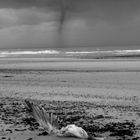 Juli2012 ,Holländische Nordseeküste (Callantsoog) Windhose mit toter Möve