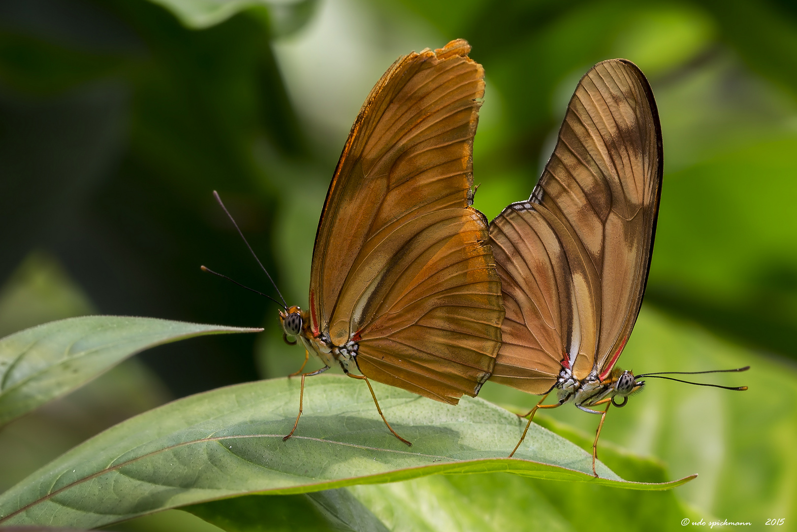 Julia Butterfly