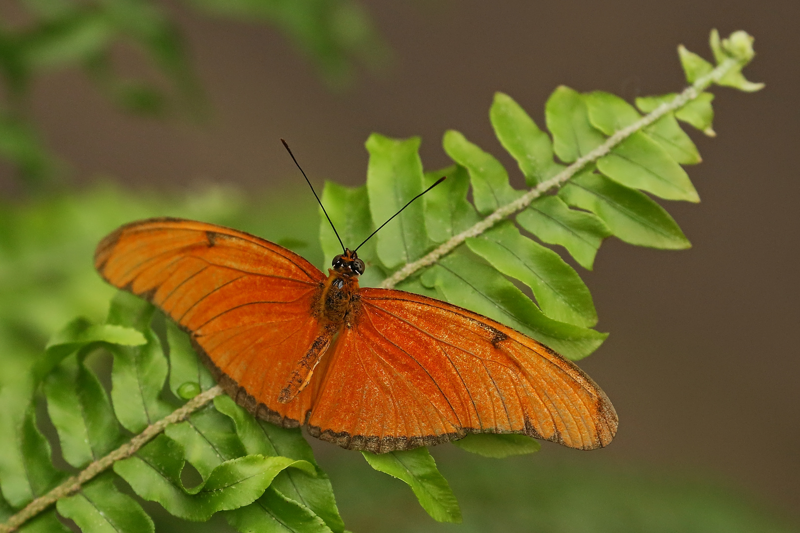 Julia-Falter ? (2014_10_23_EOS 6D_7955_ji)