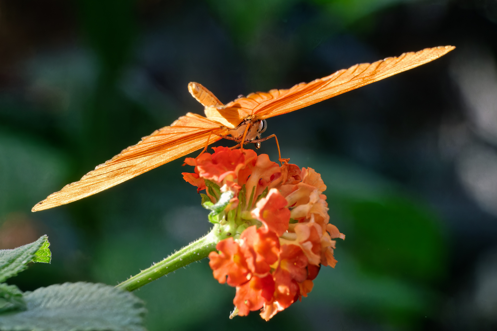 Julia-Falter (Dryas Iulia)