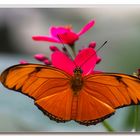 Julia Falter (Dryas julia)