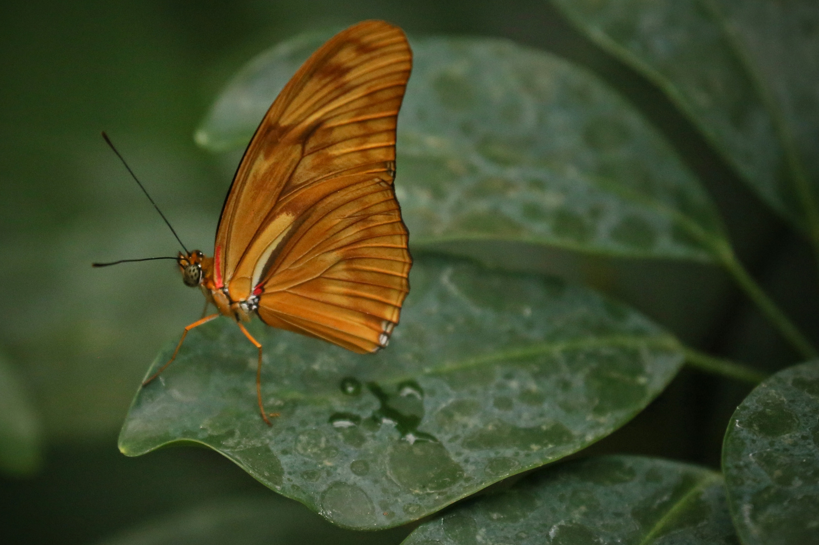 Julia-Falter, Dryas julia (2014_10_23_EOS 6D_7951_ji)