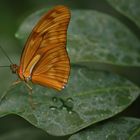 Julia-Falter, Dryas julia (2014_10_23_EOS 6D_7951_ji)