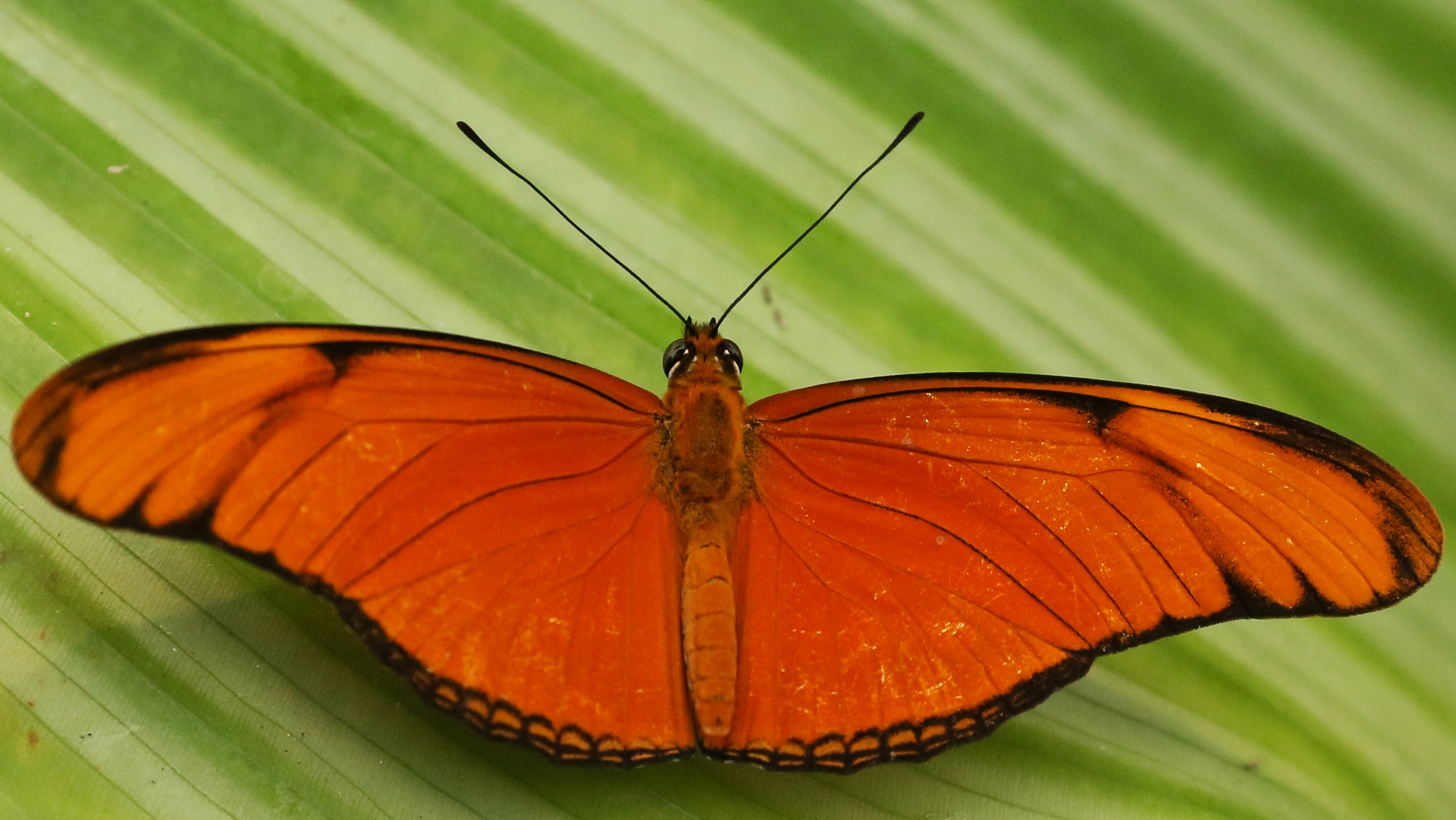 Julia-Falter, Dryas julia (2014_10_23_EOS 6D_7981_ji)