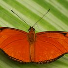 Julia-Falter, Dryas julia (2014_10_23_EOS 6D_7981_ji)