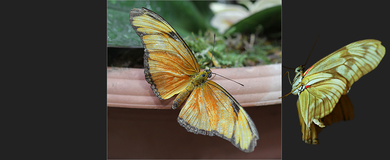 Julia-Falter (Dryas julia)