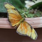 Julia-Falter (Dryas julia)