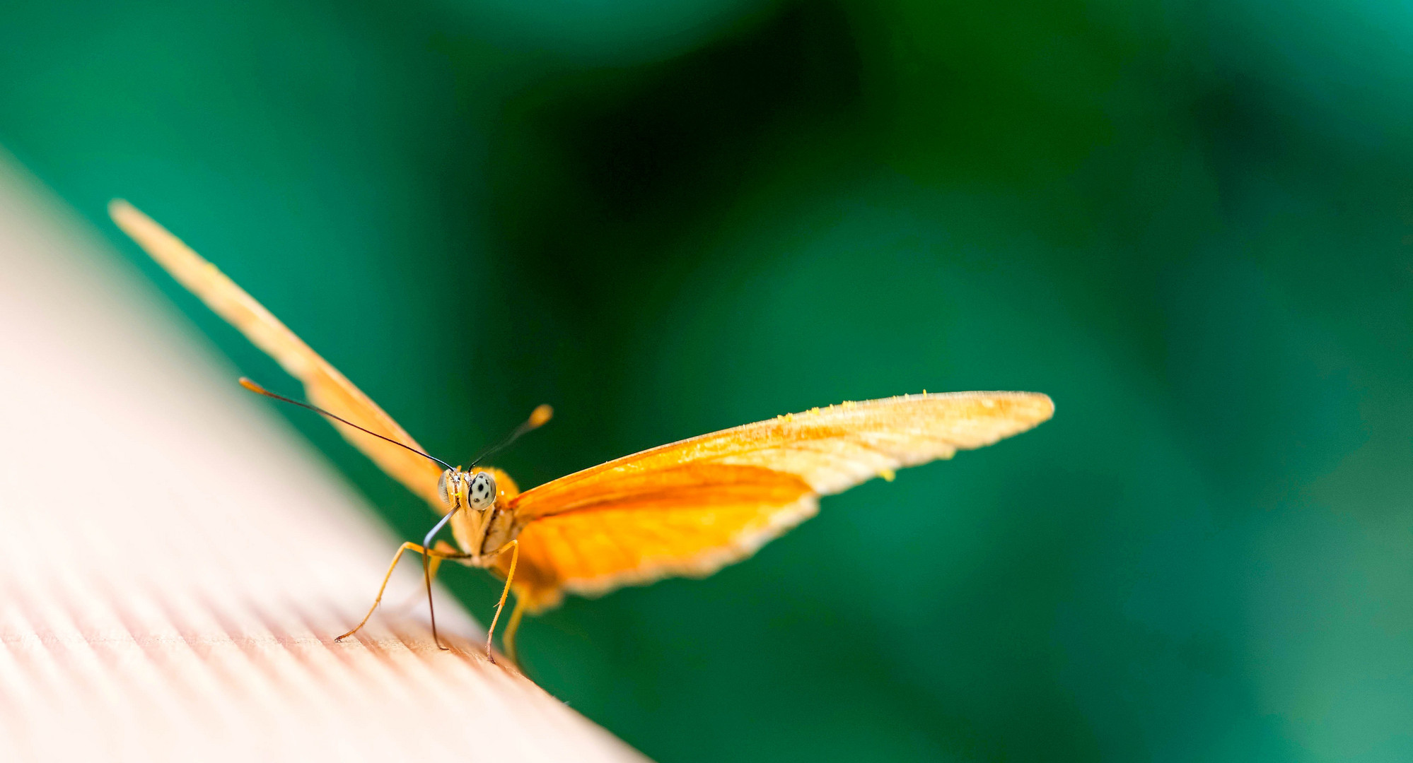 Julia Falter (Dryas julia)