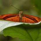 Julia-Falter (Dryas Julia)