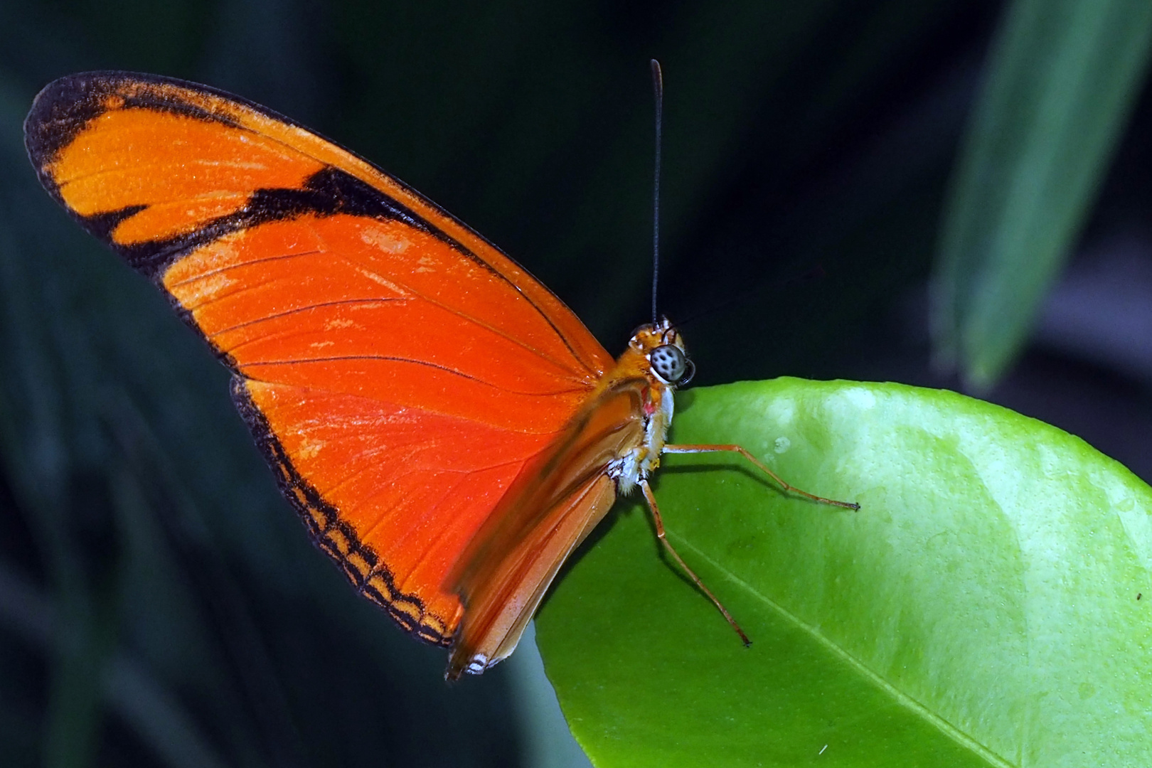 Julia Falter (Dryas julia)