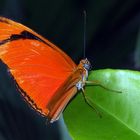 Julia Falter (Dryas julia)