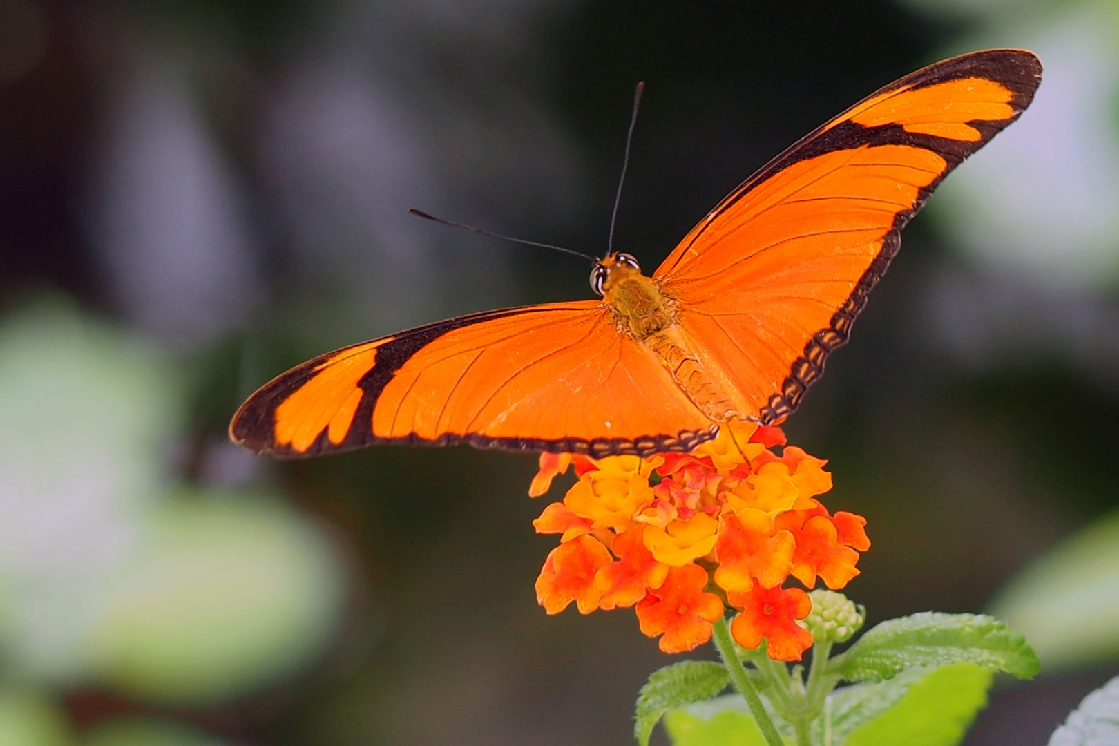 Julia Falter  Dryas julia