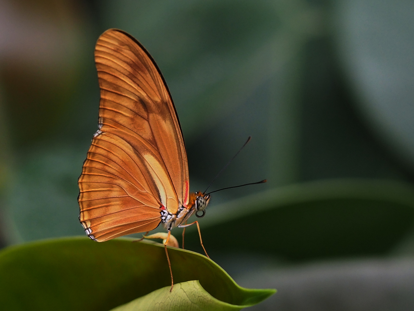 Julia Falter (Dryas julia)