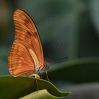 Julia Falter (Dryas julia)