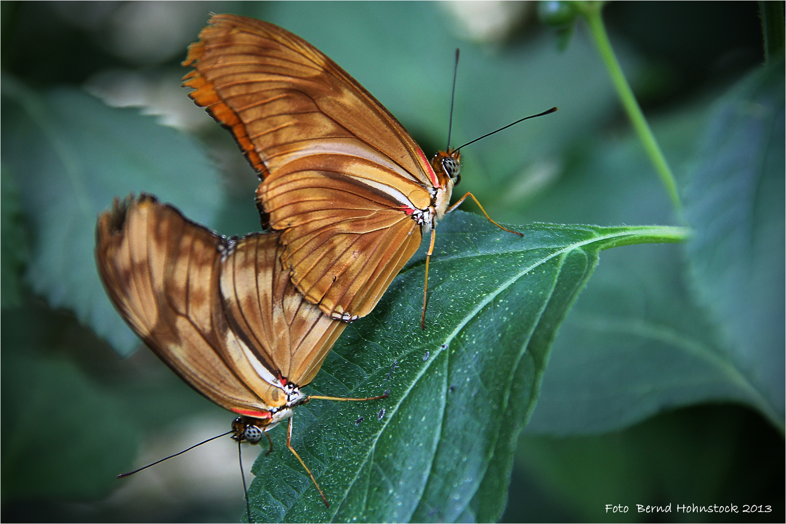 Julia-Falter  .... Zoo Krefeld