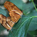 Julia-Falter  .... Zoo Krefeld