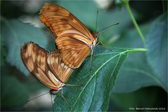 Julia-Falter  .... Zoo Krefeld