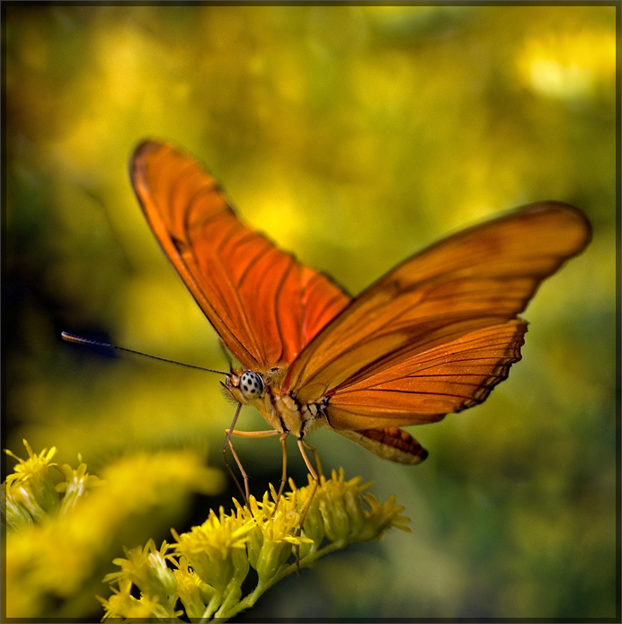 JULIA HELICONIAN [Dryas julia]