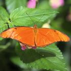 Julia Schmetterling (Dryas iulia