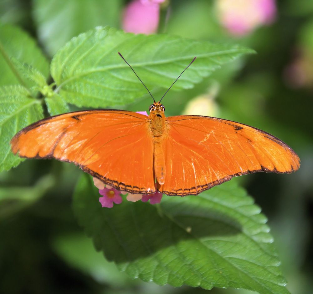 Julia Schmetterling (Dryas iulia