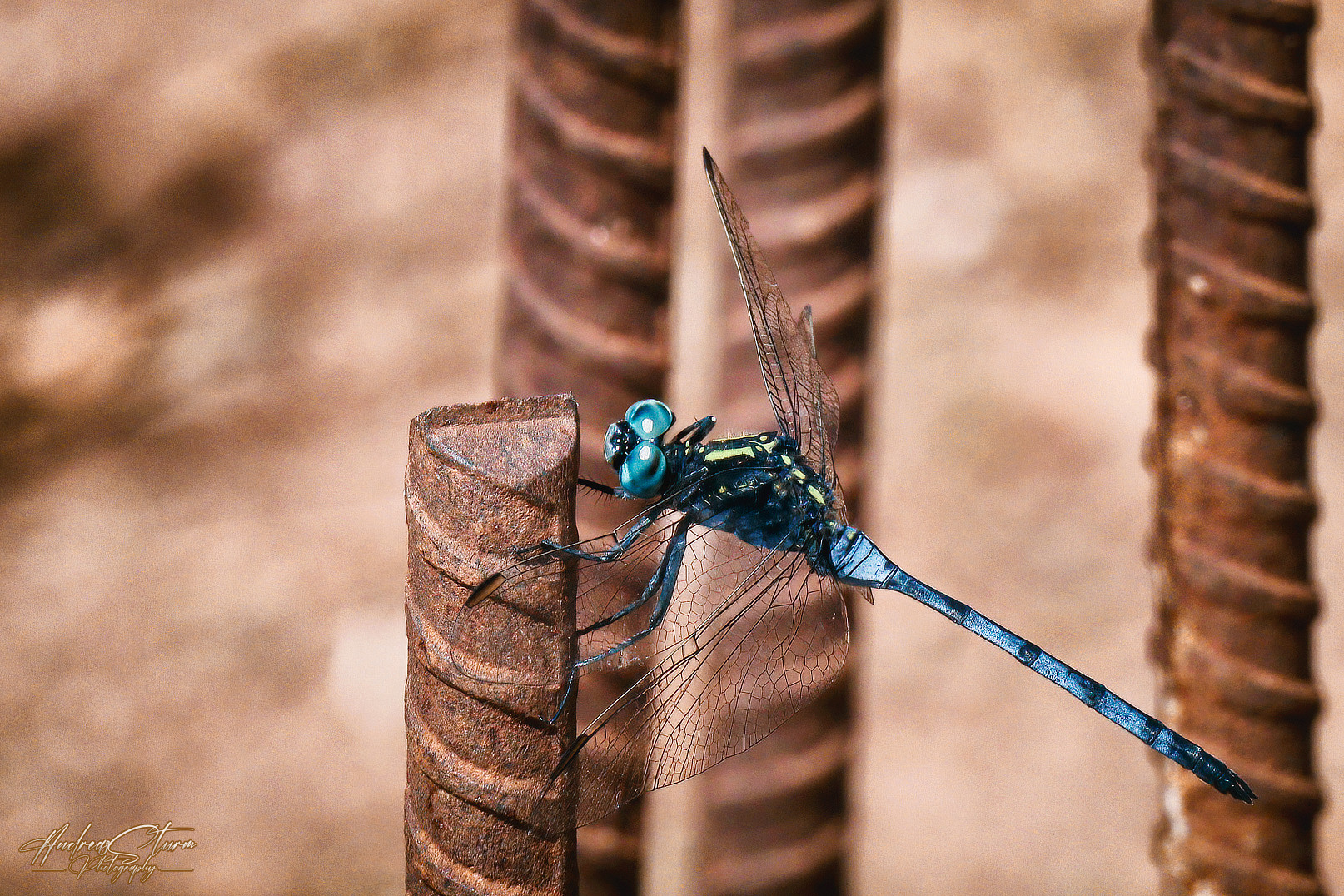 Julia Skimmer (Orthetrum julia)