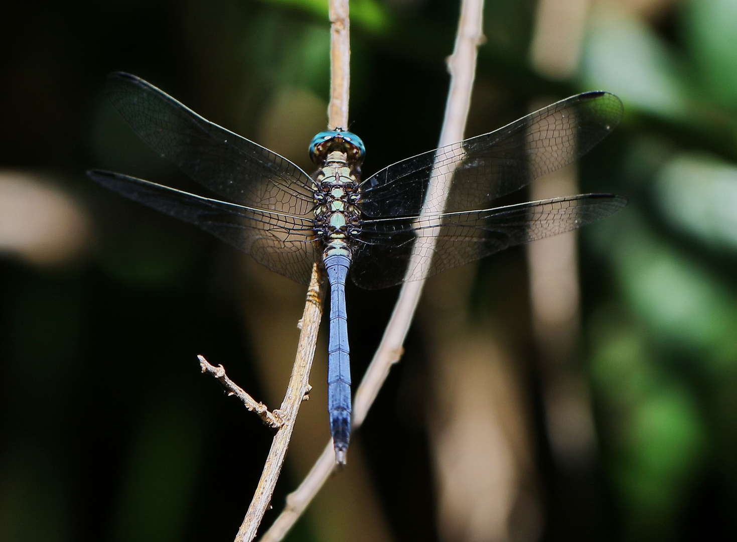 Julia Skimmer - Orthetrum julia falsum - ausgereiftes Männchen