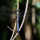 Julia Skimmer - Orthetrum julia falsum - ausgereiftes Männchen