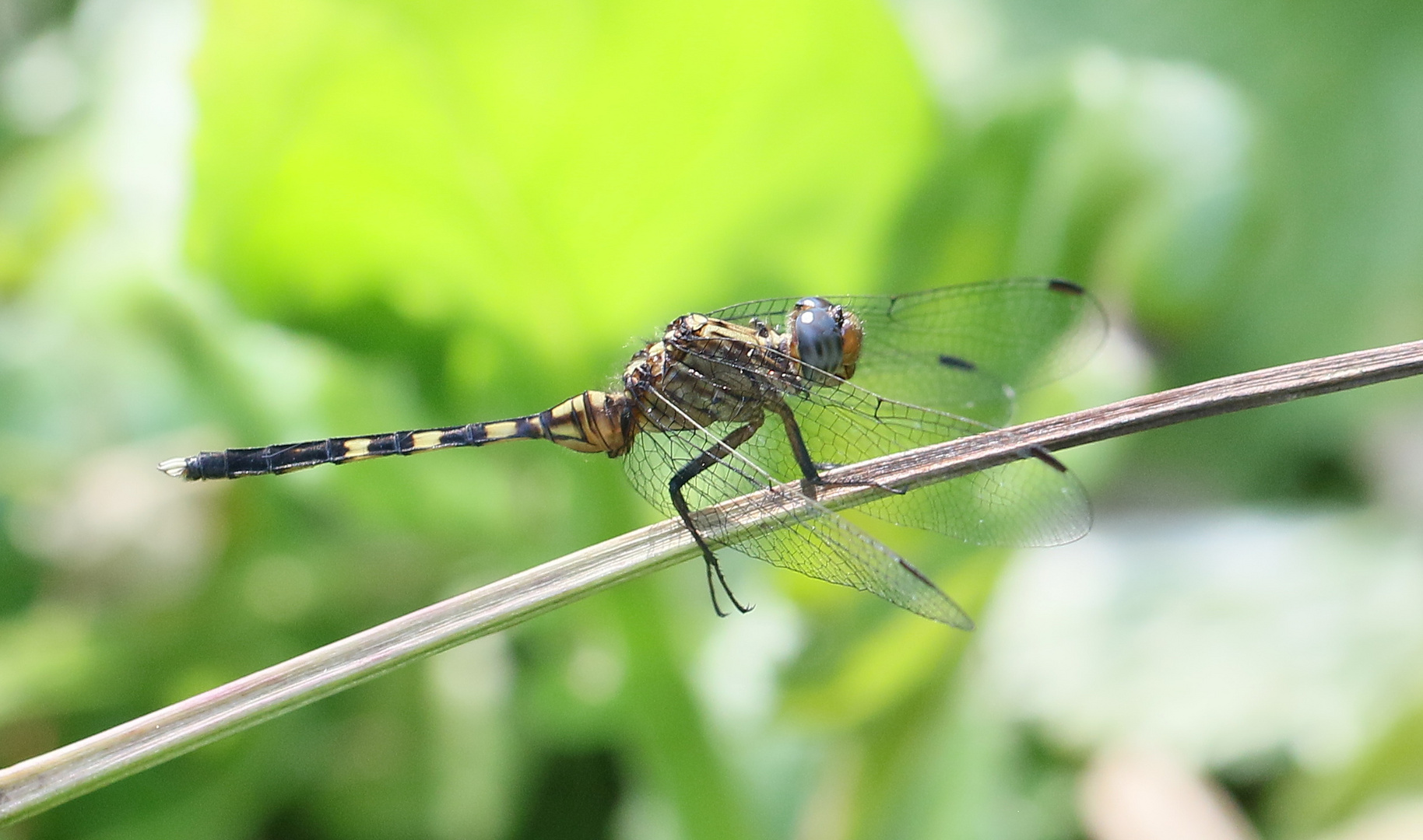 Julia Skimmer - Orthetrum julia falsum - unausgereiftes Männchen