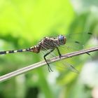 Julia Skimmer - Orthetrum julia falsum - unausgereiftes Männchen