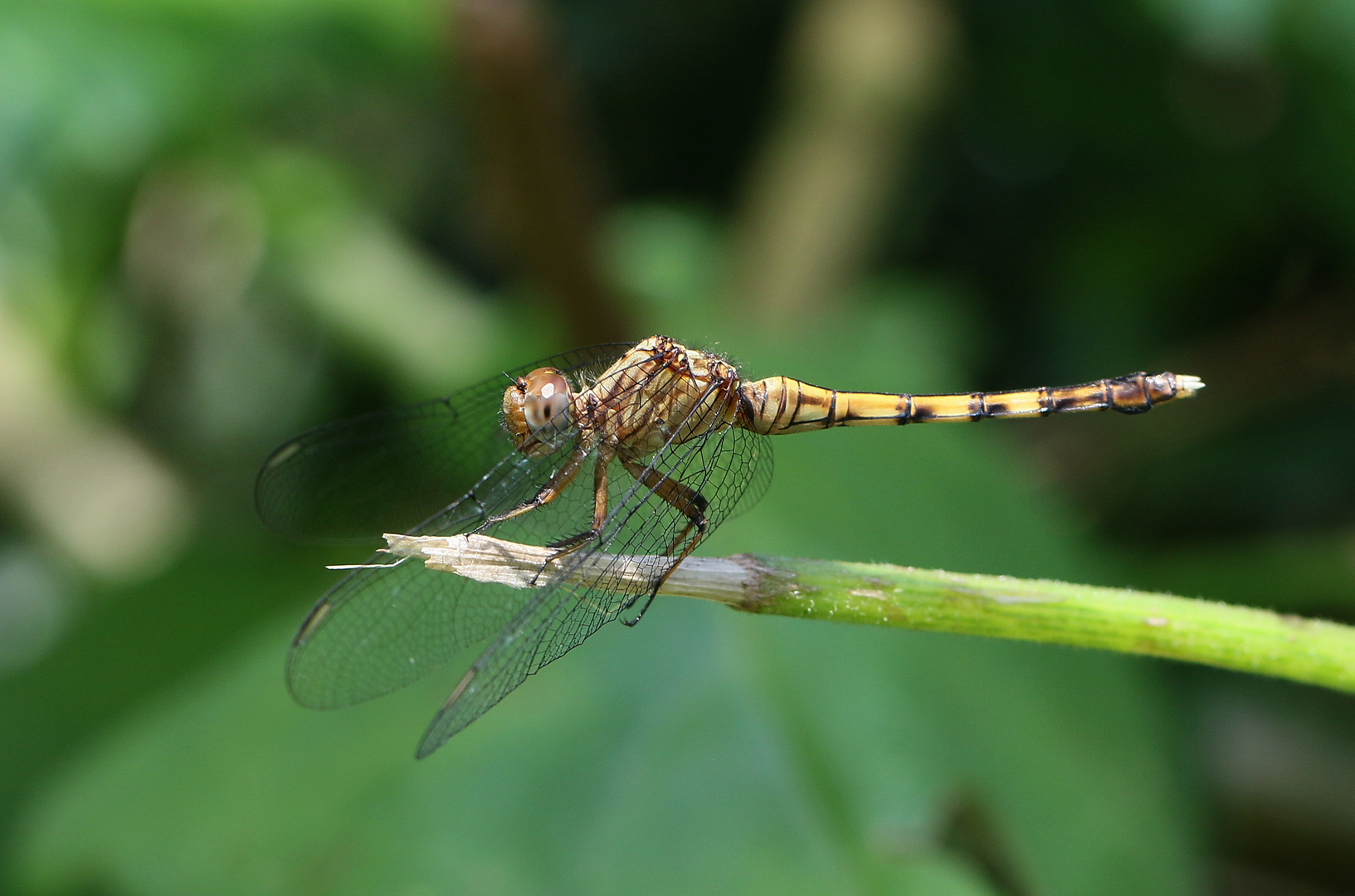 Julia Skimmer - Orthetrum julia falsum - Weibchen