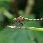 Julia Skimmer - Orthetrum julia falsum - Weibchen