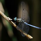 Julia Skimmer (Orthetrum julia falsum),Männchen + 2 weitere Bilder