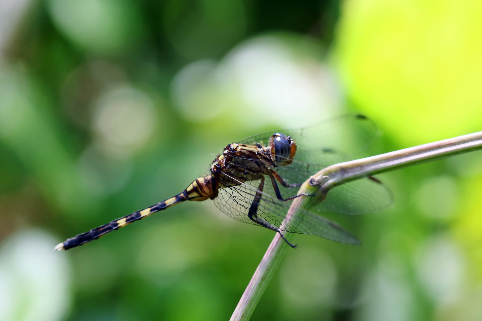 Julia Skimmer (Orthetrum julia falsum),unausgefärbtes Männchen