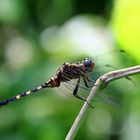 Julia Skimmer (Orthetrum julia falsum),unausgefärbtes Männchen