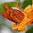 Juliafalter an einer orangen Blüte