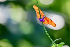 Juliafalter an kleiner Blüte ...
