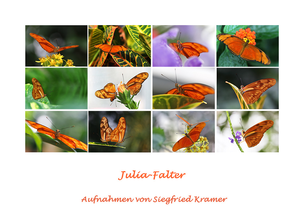 Juliafalter-Collage