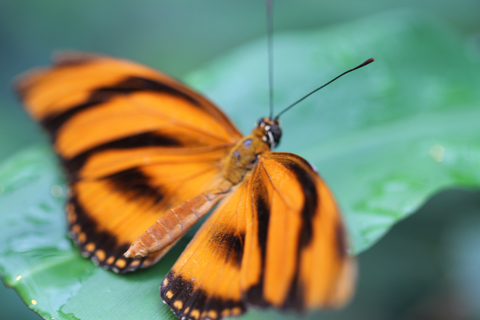 Juliafalter  -  Dryas julia  (Costa Rica)