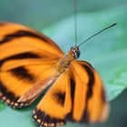 Juliafalter  -  Dryas julia  (Costa Rica)