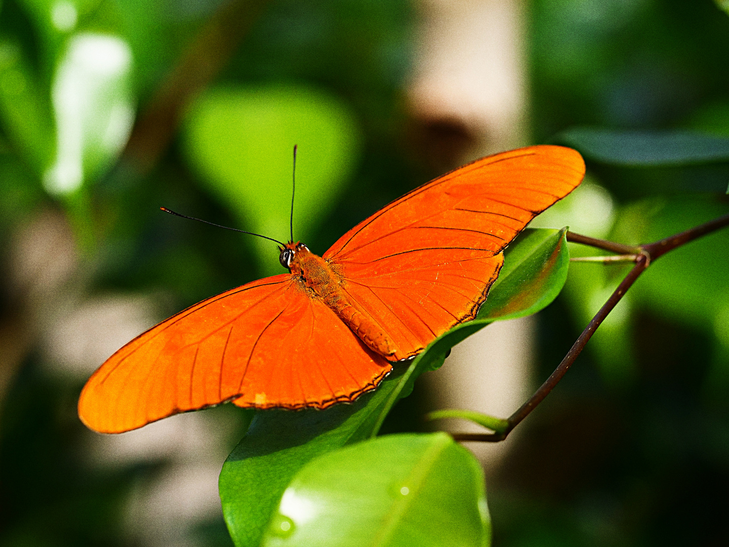 Juliafalter (Dryas lulia)