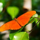 Juliafalter (Dryas lulia)