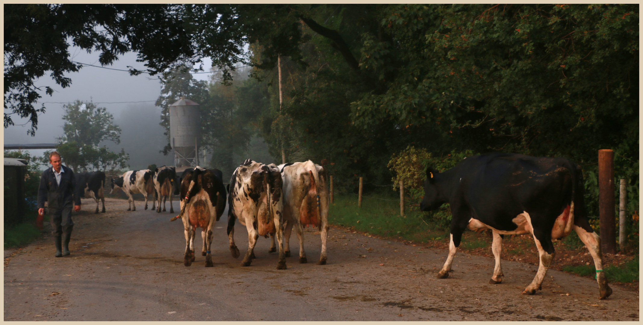 julian the farmer with cattle