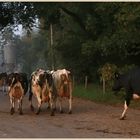 julian the farmer with cattle